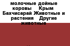 молочные дойные коровы  - Крым, Бахчисарай Животные и растения » Другие животные   . Крым,Бахчисарай